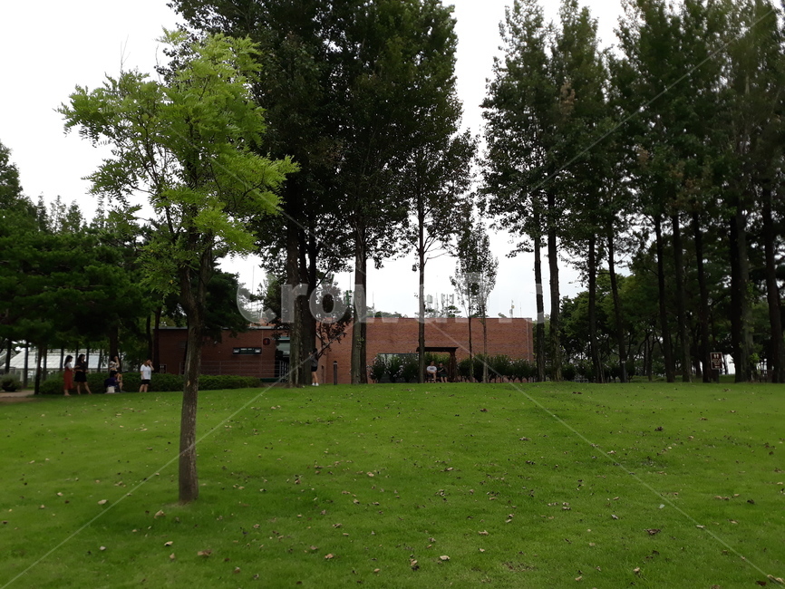 grass,plant,식물,human,lawn,잔디