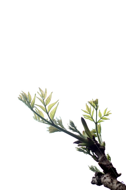 참두릅,두릅,산나물,임산물,약용식물