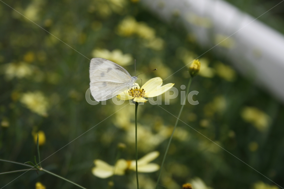 나비,풀,꽃,야생화,흰나비,자연,곤충,식물,자연,plants,nature,꽃,flower,동물,animal,곤충,벌레,insect,bug