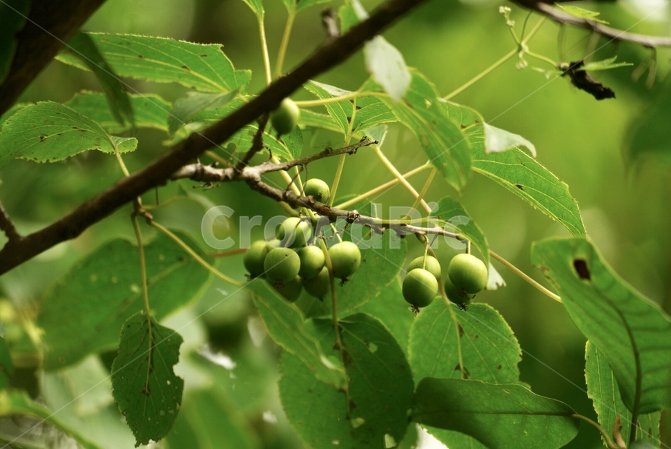 다래,과일,나무,식물,열매,약재,tree,plants,mountain,fruit,과일,열매,fruit