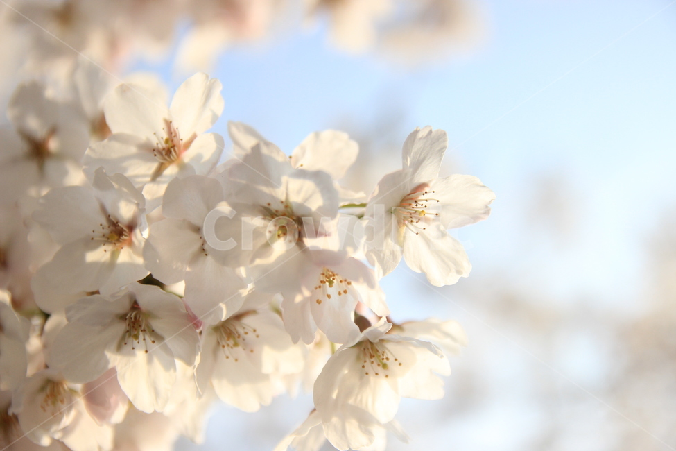 벚꽃,봄꽃,축제,봄나들이,봄하늘,봄,계절,spring,season,식물,자연,plants,nature,꽃,flower,plant