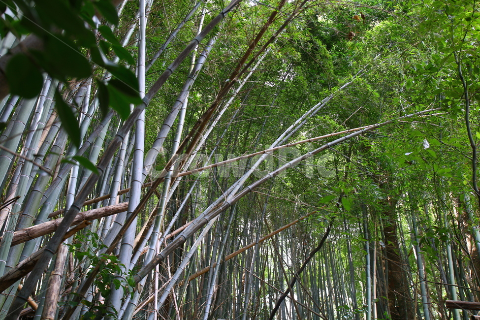 대나무,숲,감성,푸름,시원함,감동,자연,풍경,nature,landscape,나무,trees,wood,plant,식물,bamboo