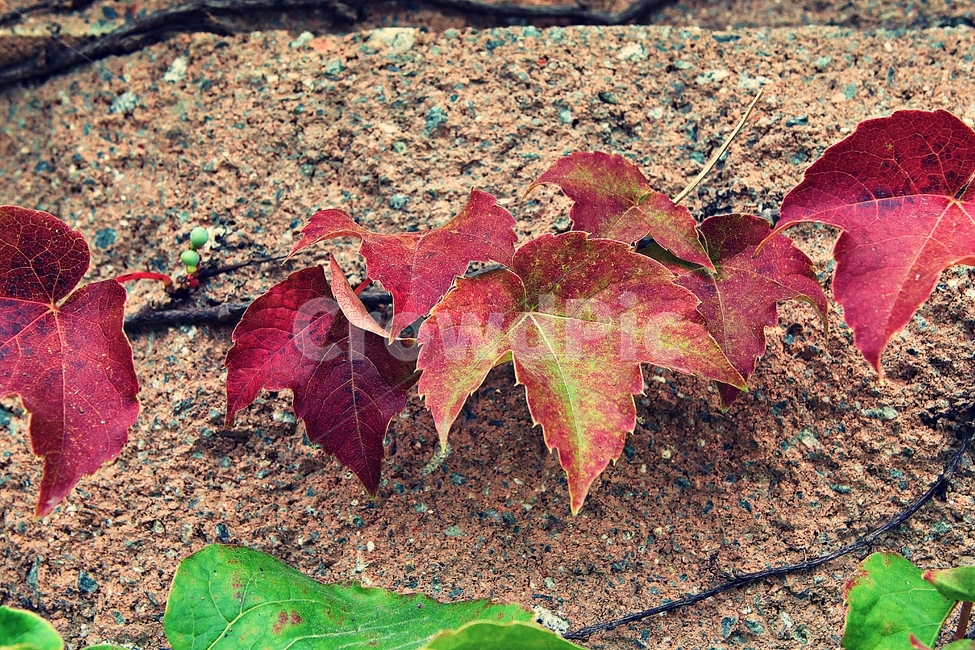 단풍,붉은색,색감,색깔,식물,자연,넝쿨식물,잎,가을,계절,fall,autumn,season,식물,자연,plants,nature,plant,leaf,tree,나무,ground,바닥