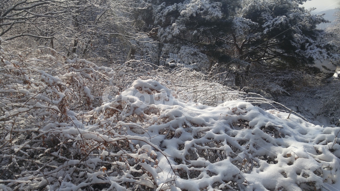 덩쿨,눈꽃,눈꽃그물,자연,얼음,겨울,계절,winter,season