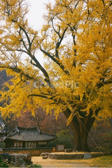 운곡서원,은행나무,500년나무,풍경,가을,가을,계절,fall,autumn,season,tree,나무,plant,식물