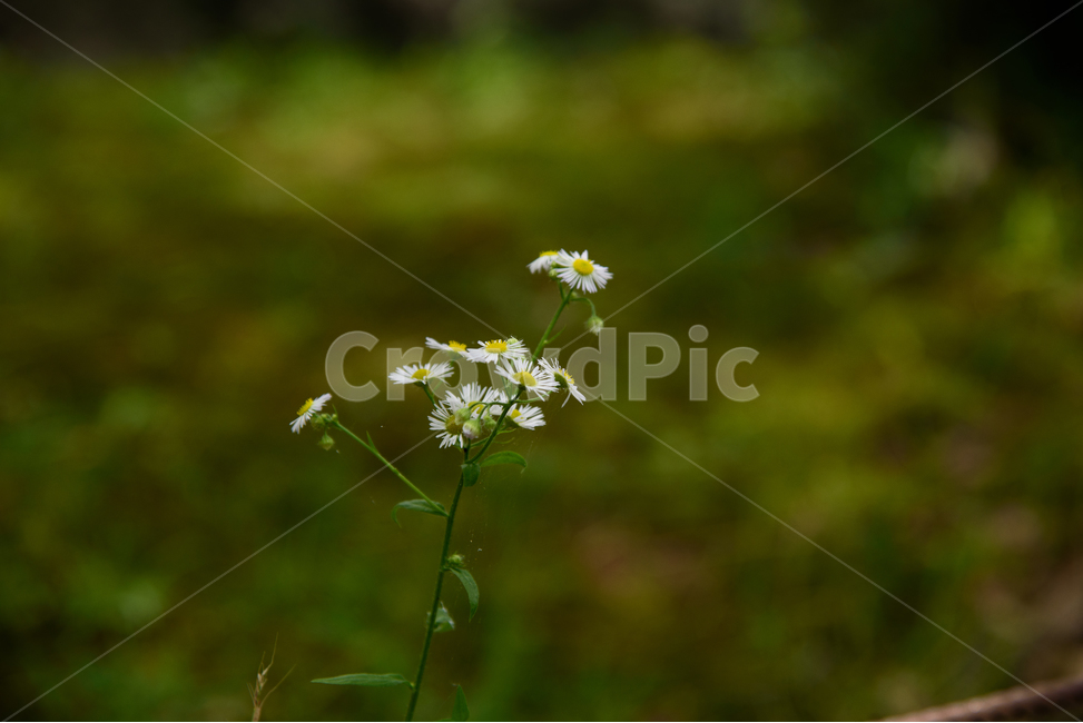 흰꽃,봄,꽃,봄꽃,흰색,들꽃,자연,풍경,식물,꽃송이,봄,계절,spring,season,식물,자연,plants,nature,꽃,flower,plant