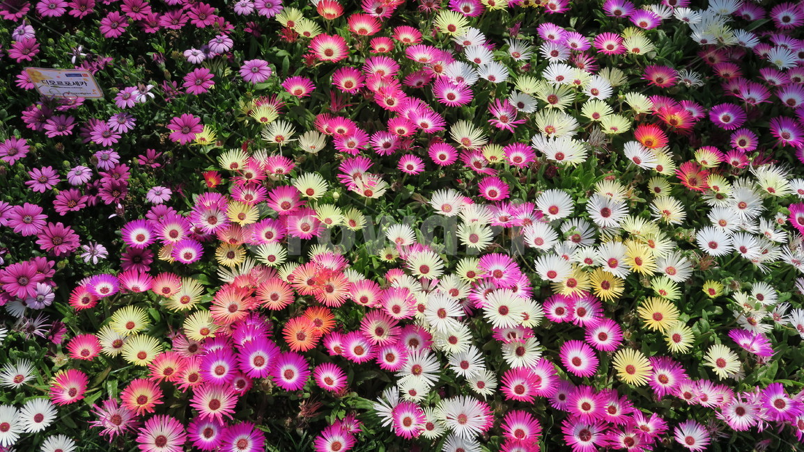 꽃,꽃밭,데이지,박람회,꽃박람회,식물,자연,plants,nature,꽃,flower