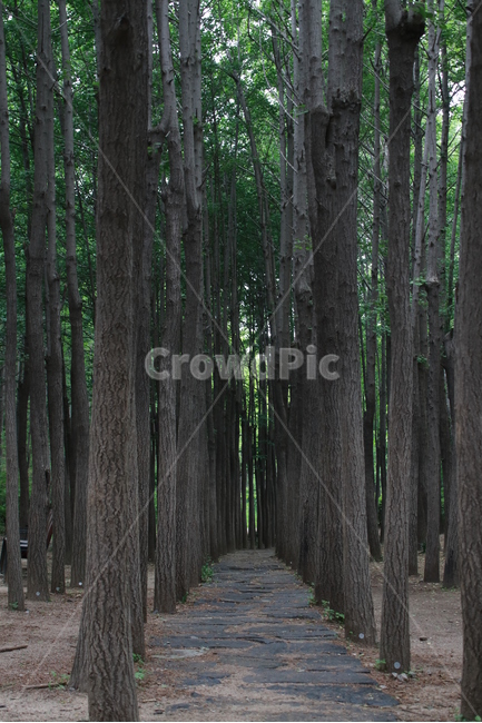 숲,자연,나무,길,풍경,자연,풍경,nature,landscape,식물,plants,나무,trees,wood,tree,plant,path,통로