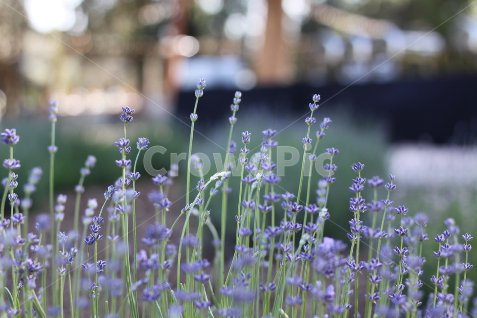 라벤더,lavender,꽃,허브,식물,식물,자연,plants,nature,꽃,flower