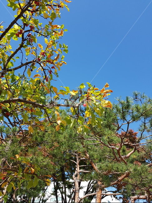 나무,꽃사과나무,하늘,푸른색,열매,공원,식물,자연,plants,nature