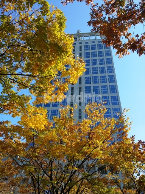 tree,나무,plant,식물,건물,building,branch,나뭇가지,나뭇잎,잎,가을,풍경,계절,autumn,fall,sky,단풍,가을,계절,fall,autumn,season,office building,사무실 건물