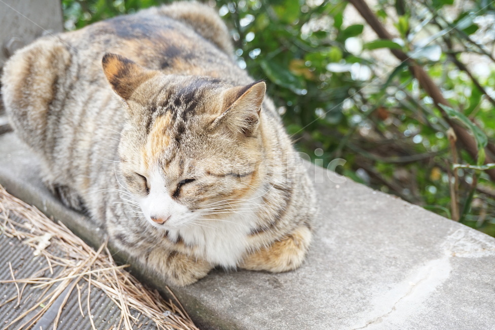 고양이,길냥이,길고양이,cat,kitten,동물,animal,포유류,mammal,고양이,cat,kitten,kitty