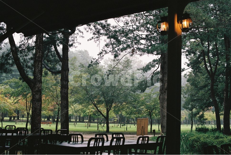 등불,자연,숲,나무,풀,초록,필름사진,자연,풍경,nature,landscape,휴식,힐링,rest,relaxation,healing,porch,현관,patio,안마당