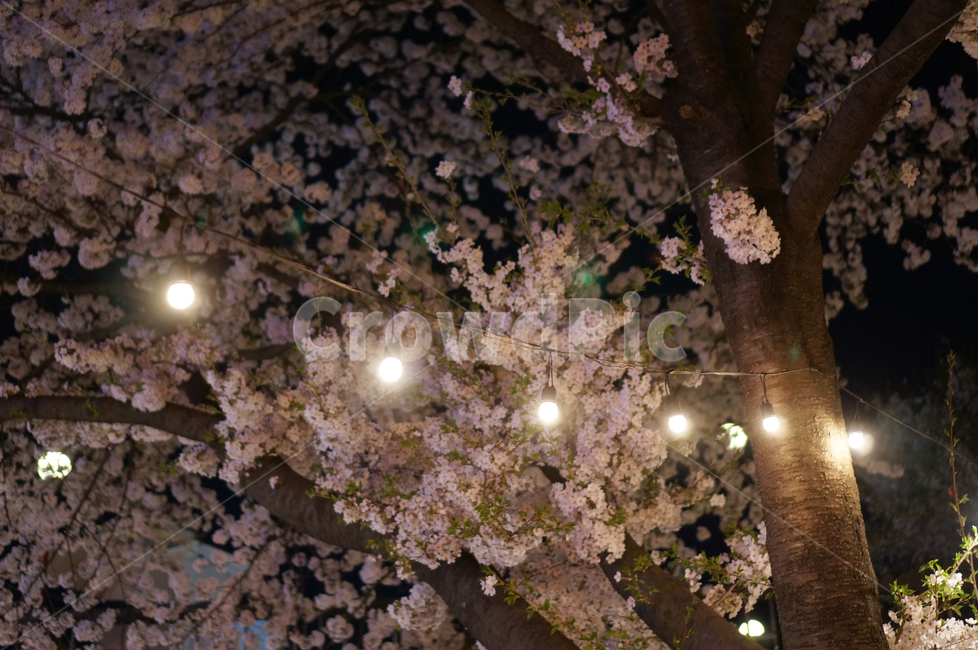 벗꽃,봄,조명,벗꽃나무,봄밤,벗꽃축제,봄,계절,spring,season,야경,밤,풍경,nightscape,night,landscape,plant,식물,cherry blossom,벚꽃,blossom,꽃,flower