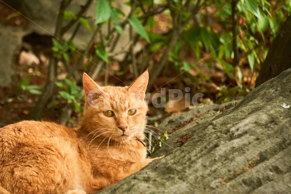 고양이,cat,동물,애완동물,길냥이,야생동물,pet,동물보호,animal,nature