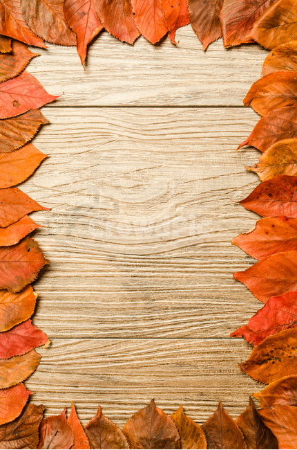 border,nature,concept,deck,tree,leaf,fallen leaves,background,design,season,autumn,floor,table,board,Maple,frame