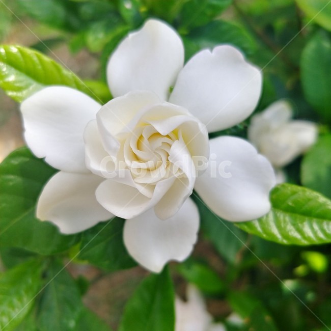 치자,하얀꽃,여름꽃,치자꽃,꽃,식물,여름,8월,7월,blossom,flower,plant,식물,자연,plants,nature,꽃,flower