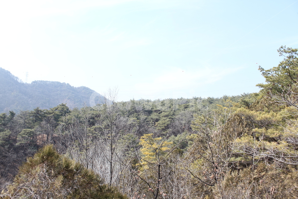 자연,풍경,경치,감성,아름다움,네츄럴,자연,풍경,nature,landscape,tree,나무,plant,식물