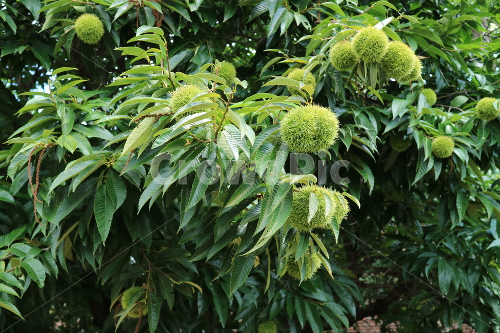 plant,식물,leaf,잎,밤송이,밤,나무,가을,초록,바람