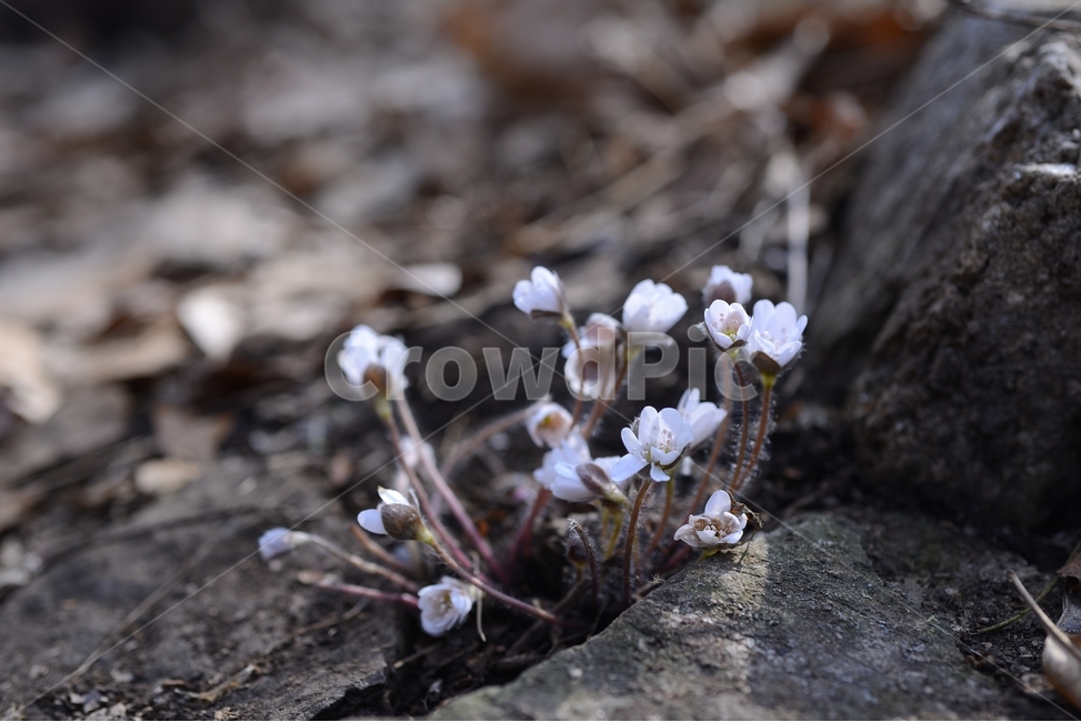 봄,꽃,봄꽃,노루귀,야생화,spring,flower,closeup,접사,근접촬영,봄,계절,spring,season,식물,자연,plants,nature,꽃,flower,plant