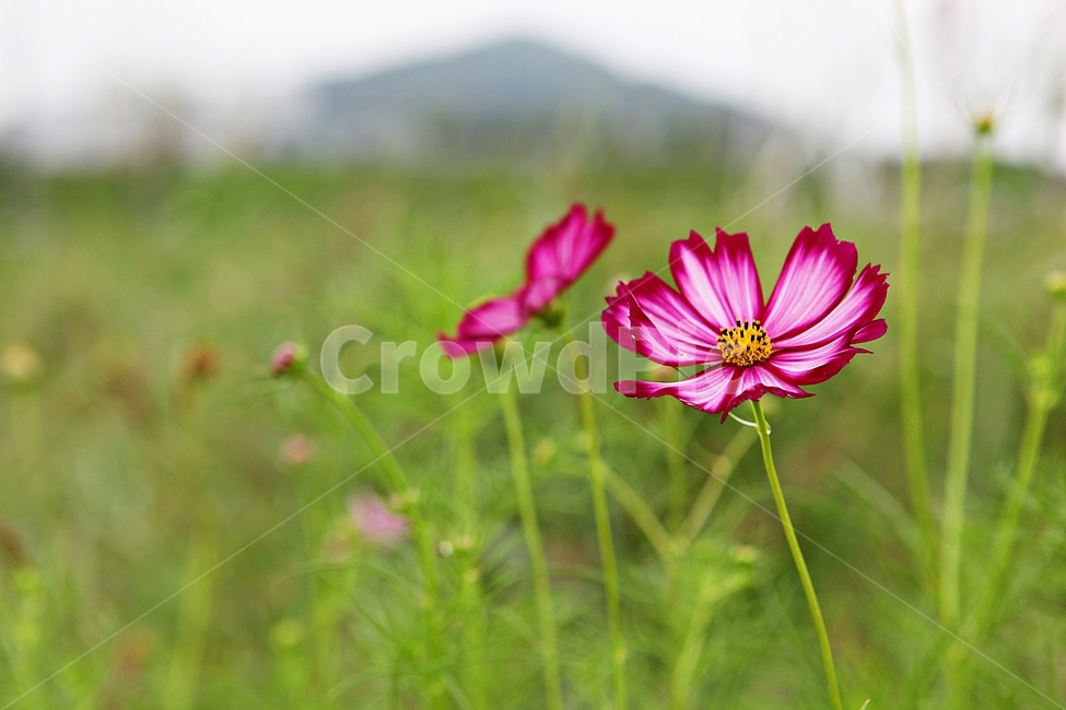 코스모스,꽃,꽃잎,들꽃,식물,가을꽃,가을,공원,자연,계절,식물,자연,plants,nature,꽃,flower