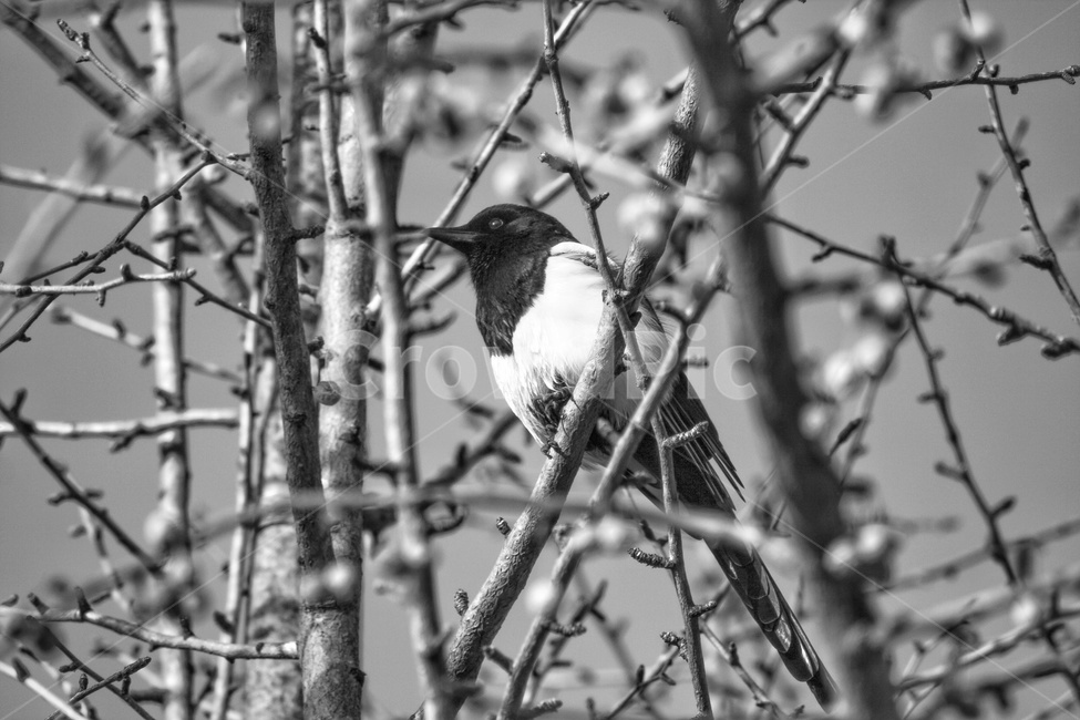까치,새,동물,야생동물,animal,bird,흑백,모노톤,monochrome,black and white