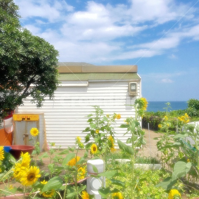 해바라기,바다,제주,제주도,하늘,주택,집,자연,풀,나무,여름,꽃