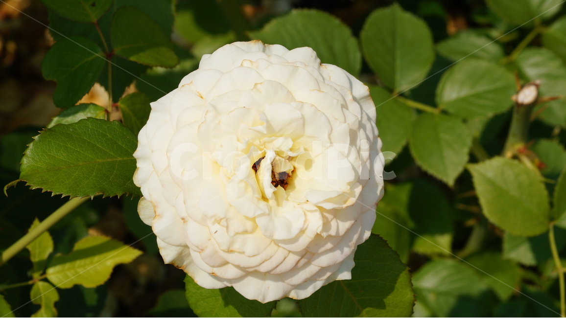 장미,꽃,꽃사진,식물,자연,장미축제,식물,자연,plants,nature,꽃,flower