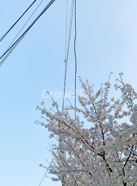 전신주,봄꽃,벚꽃,벚나무,봄,나무,자연
