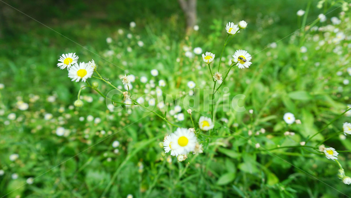 배경화면,흰꽃,들꽃,잔디,풀,꽃,blossom,plant,식물,flower