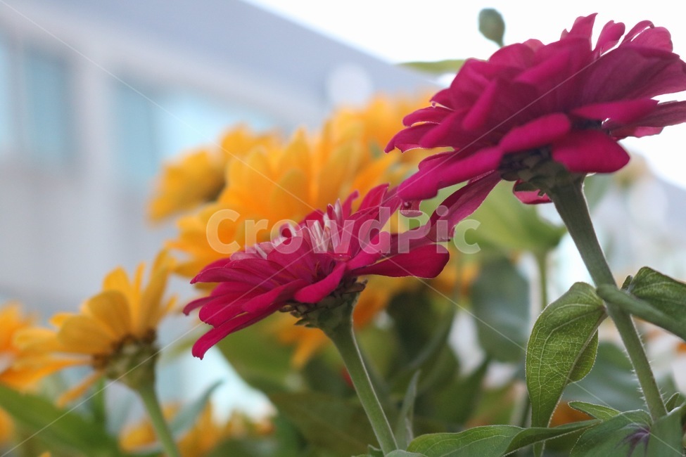 꽃,들꽃,flowers,wildflower,봄꽃