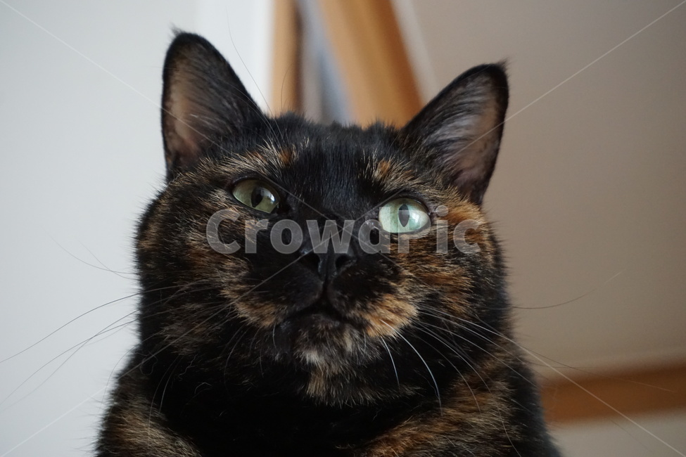 동물,고양이,냐옹이,코리안숏헤어,코숏,동물,animal,포유류,mammal,고양이,cat,kitten,kitty