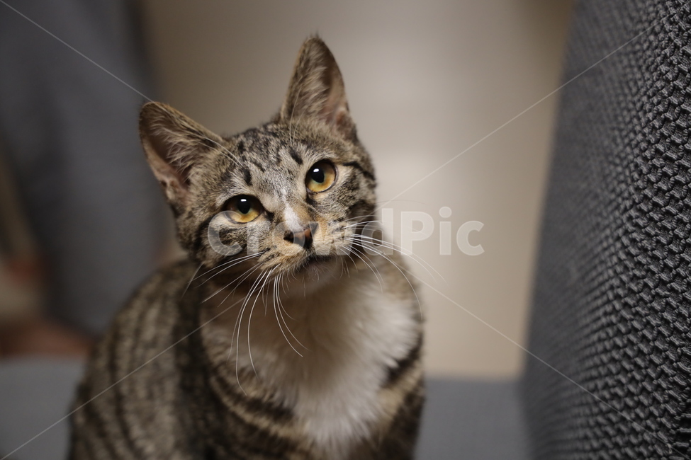 고양이,지켜보기,야옹이,눈,동물,동물,animal,고양이,cat,kitten,kitty