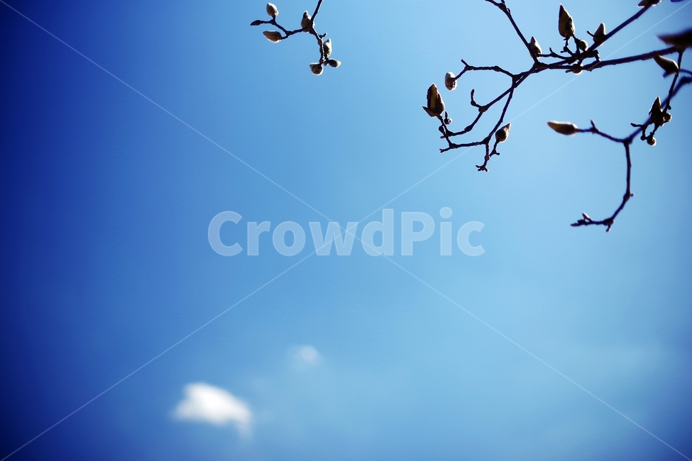 하늘,sky,blue,나무,tree,구름,cloud,spring,봄,탄생,감성,감성사진