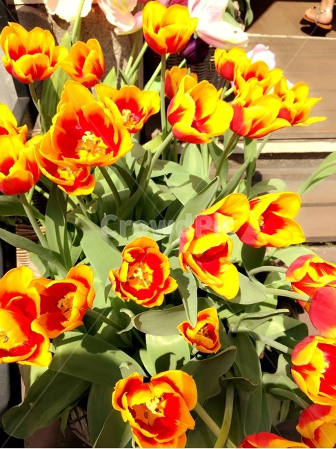 꽃,꽃집,유럽,네덜란드,flowers,flower,튤립
