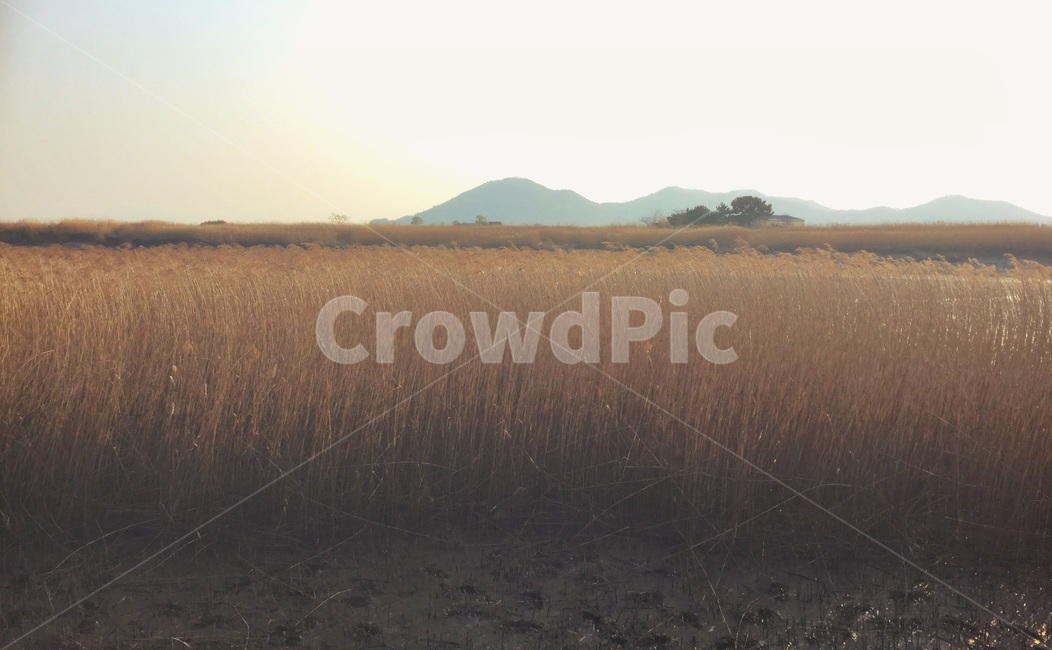 순천만,갈대,갈대밭,가을,풍경,배경,바탕,background,자연,landscape,fall,하늘,산,식물,갈색,자연,풍경,nature,landscape,outdoors,옥외