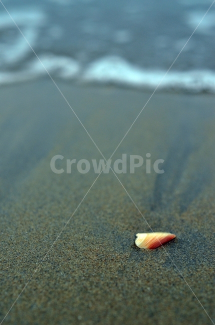 tide,nature,seashell,outoffocus,out of focus,Emotional photo,sand,Beach,beach,dark,clam,Emotion