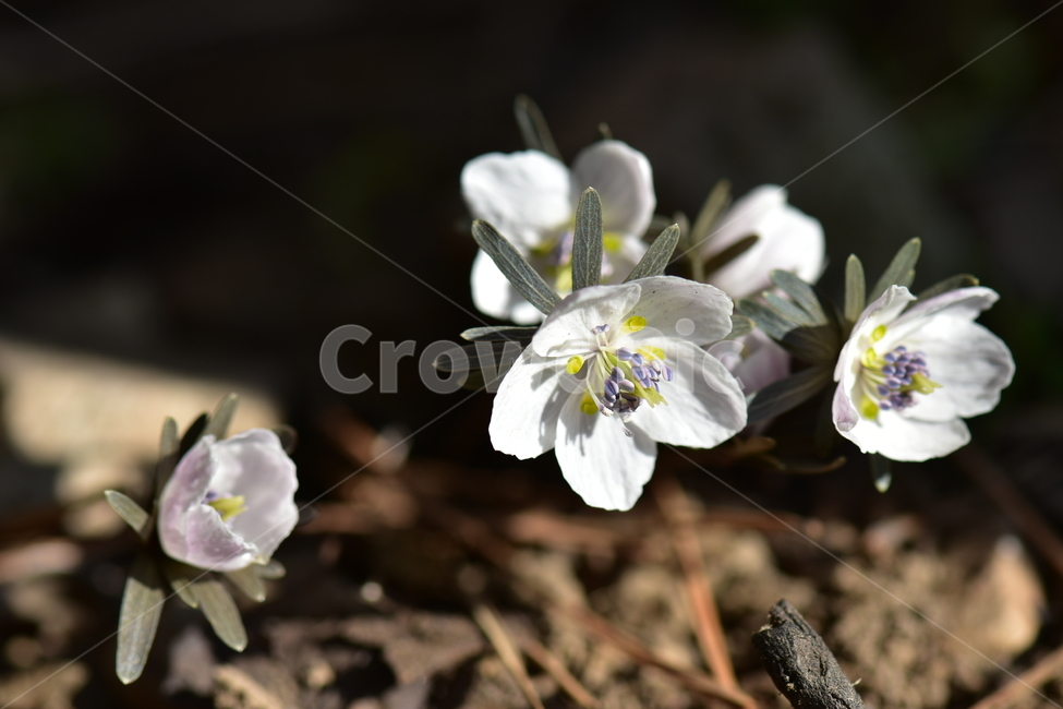 바람꽃,야생화,이른봄,은련화,흰색,다년생,식물,자연,plants,nature,꽃,flower