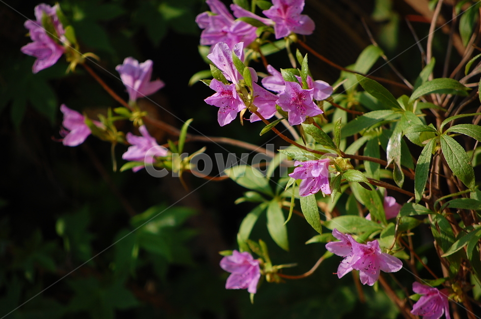 봄,봄꽃,진달래,분홍,진달래꽃,봄날,식물,자연,plants,nature,꽃,flower