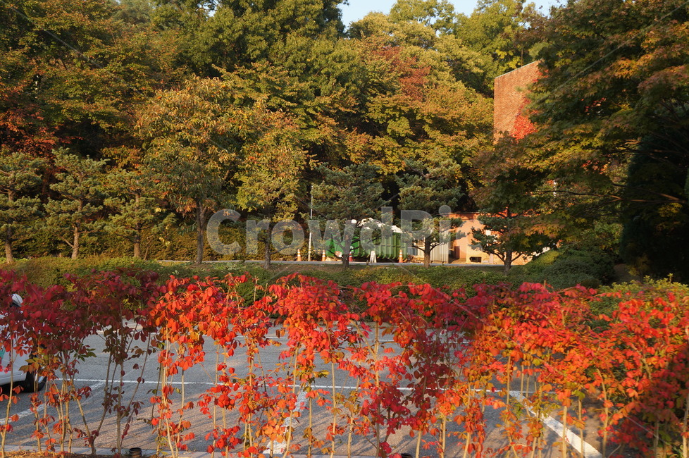 빨간단풍,화살나무,가을,울타리식물,낙엽,관목,귀전우,단풍놀이,가을,계절,fall,autumn,season,tree,나무,plant,식물,leaf,잎,maple,단풍