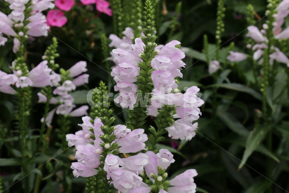 식물,꽃,분홍꽃,하얀꽃,식물원,식물,자연,plants,nature,꽃,flower