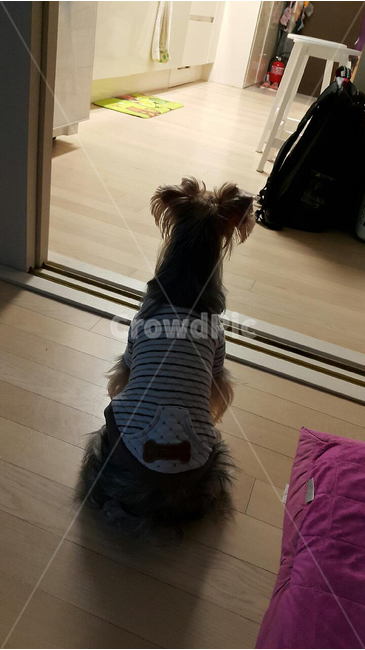 동물,개,강아지,기다림,애견,고독,동물,animal,포유류,mammal,개,강아지,dog,doggy