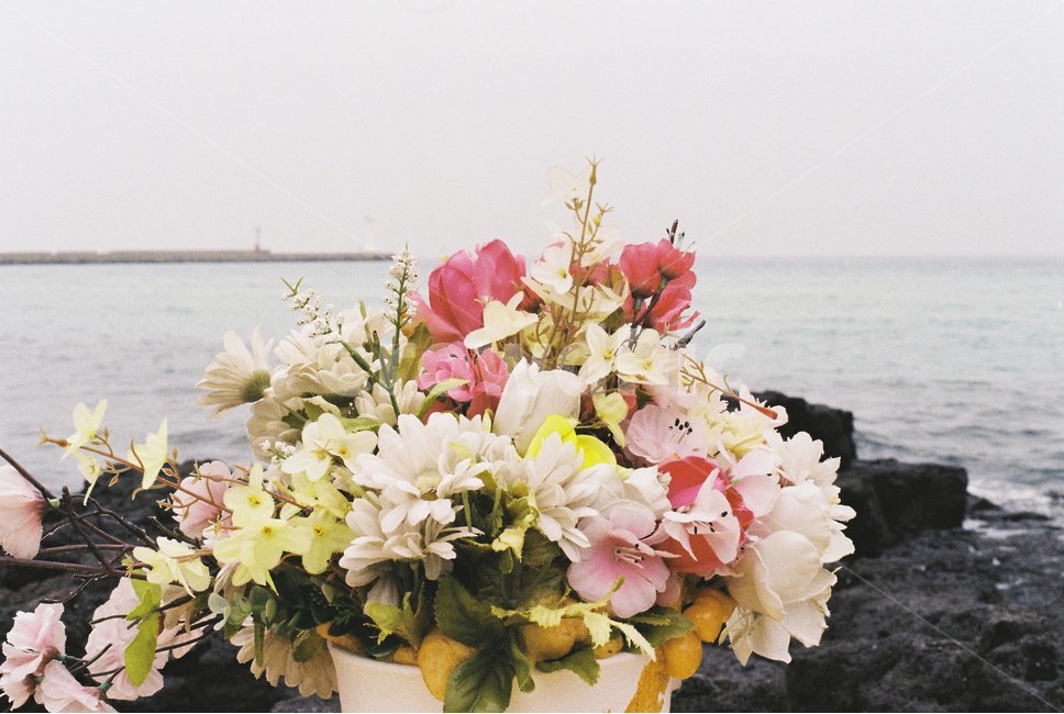 꽃,꽃다발,바다,제주도,제주,감성,아날로그,필름,필름사진,필름카메라,흐림,제주도,jeju,jeju island,식물,자연,plants,nature,꽃,flower,plant,blossom