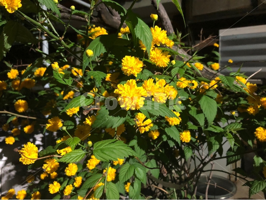 꽃,flower,죽단화,yellow,겹황매화,nature,밤,night,감성,생화,노랑색,노랑,노란꽃,싱그러운,plants,식물,초록,green,자연,sensible,색채,색상,색감,colorsense