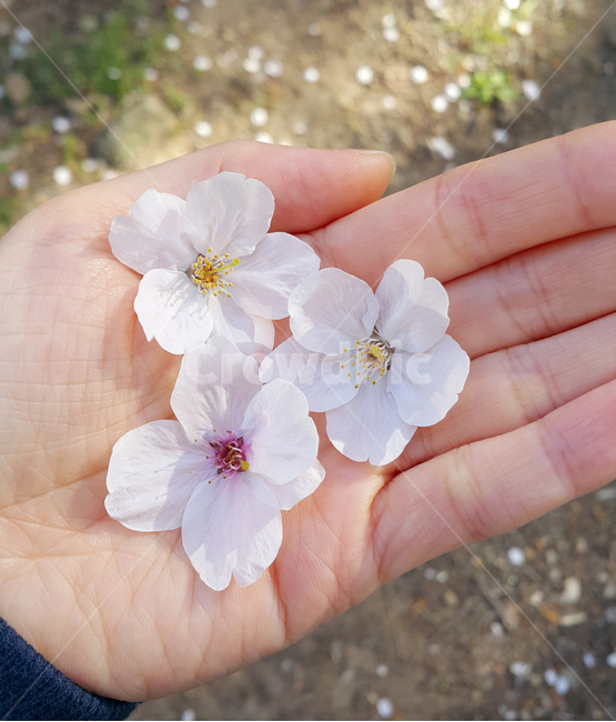 손,벚꽃,꽃,꽃잎,봄,봄,계절,spring,season,plant,식물,flower,geranium,제라늄,blossom