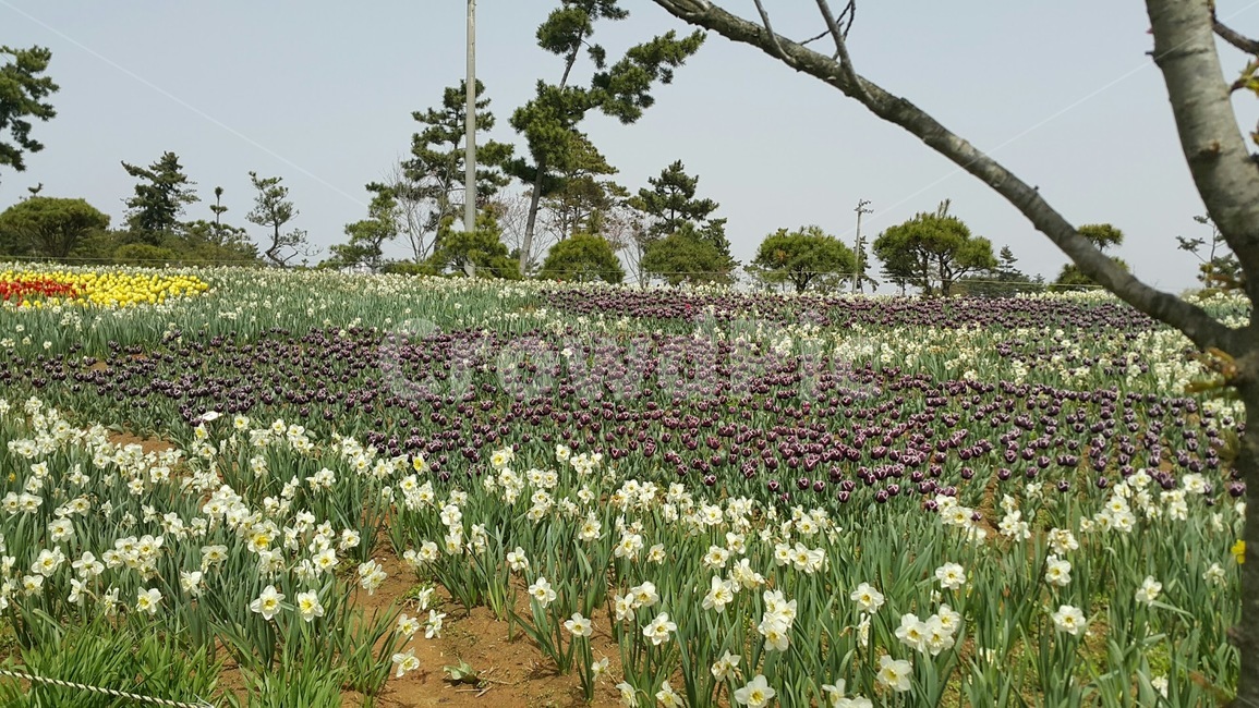 plant,blossom,꽃,flower,꽃축제,보라색,하얀색,튜울립