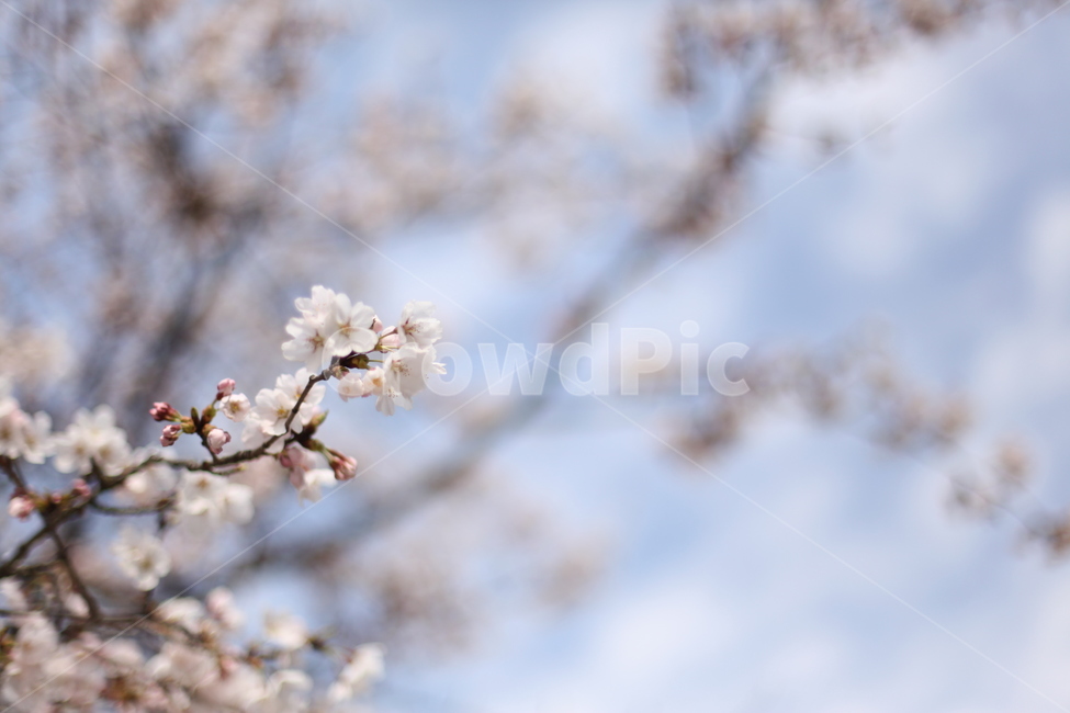 봄,벚꽃,꽃,하늘,나무,식물,자연,plants,nature,꽃,flower