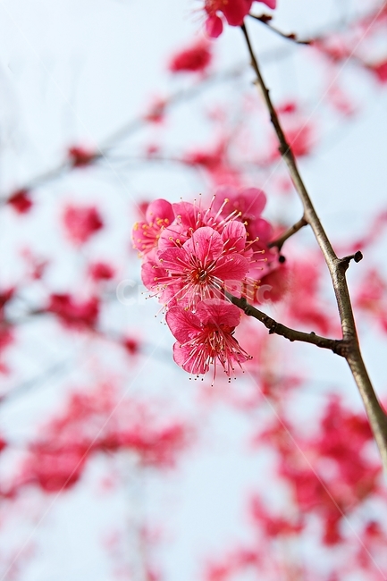 매화,홍매화,매화꽃,꽃,봄꽃,봄,식물,자연,공원,꽃잎,식물,자연,plants,nature,꽃,flower