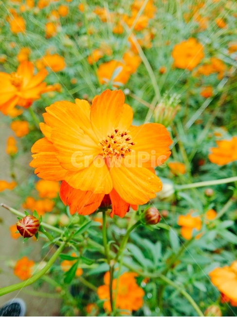 꽃,식물원,flower,bloom,주황꽃