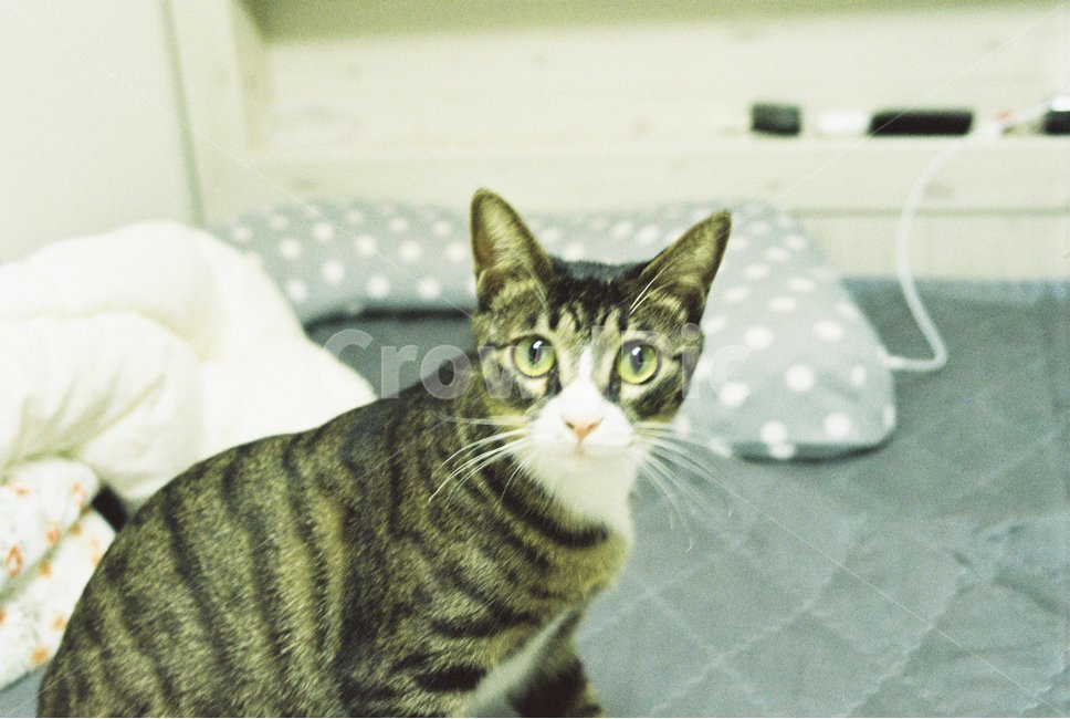 아메리칸숏헤어,고양이,코리안숏헤어,필름사진,cat,집사